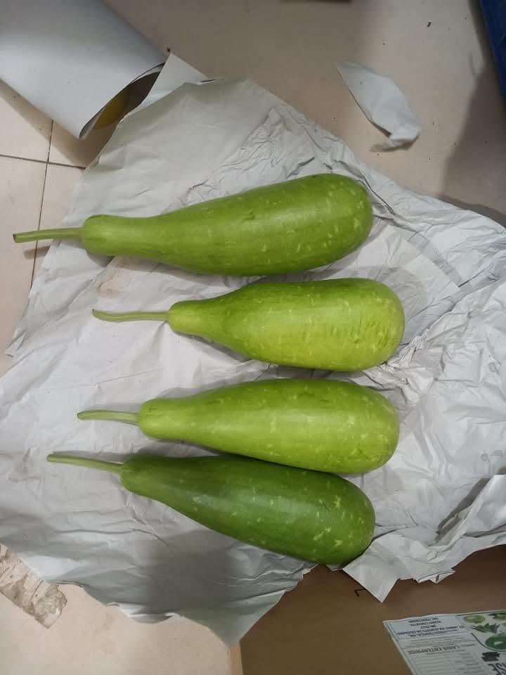 Bangladeshi bottle gourd export products