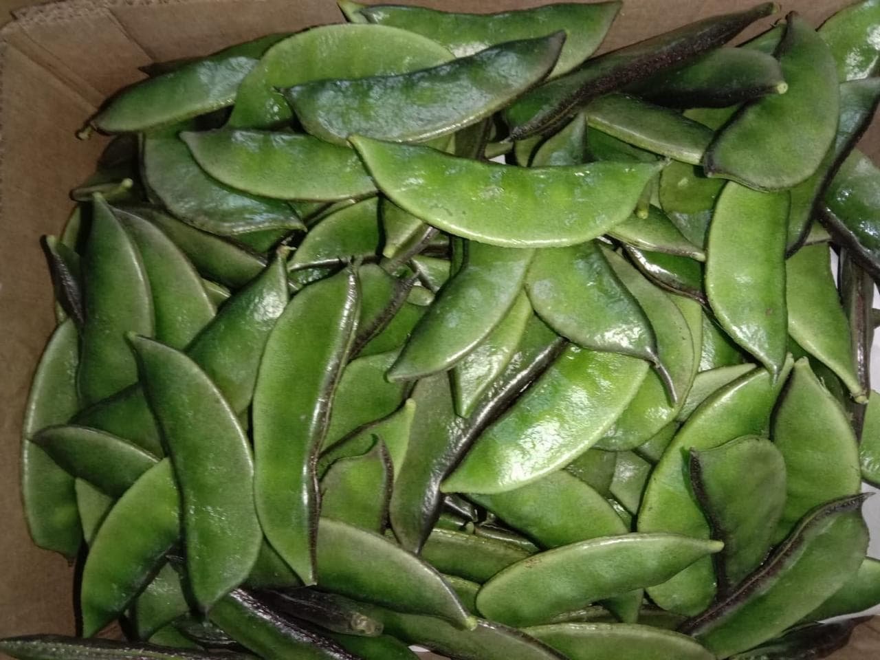 Fresh flat beans sourced in Bangladesh for export