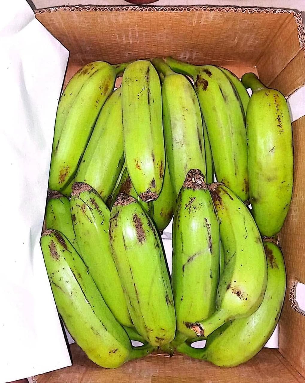 Fresh green bananas from Bangladesh for export
