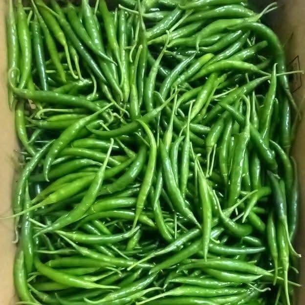 Fresh green chillies from Bangladesh before export processing