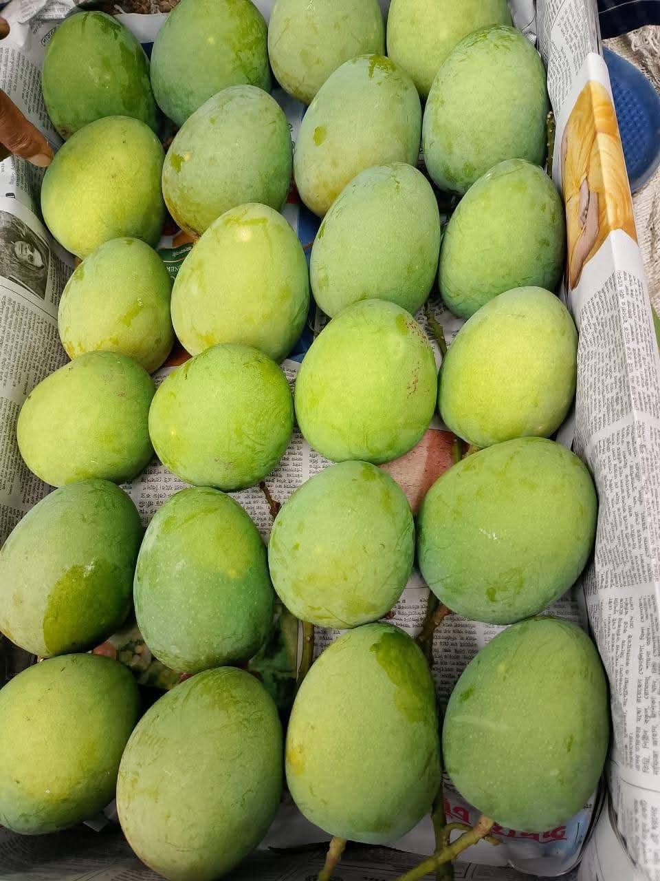 Fresh green mangoes from Bangladesh