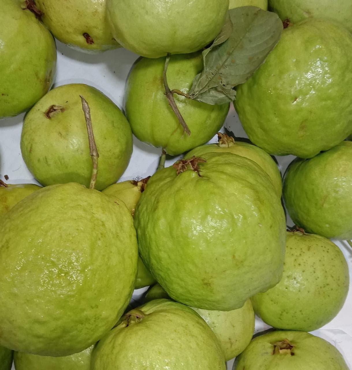 Fresh guava from Bangladesh prepared for export