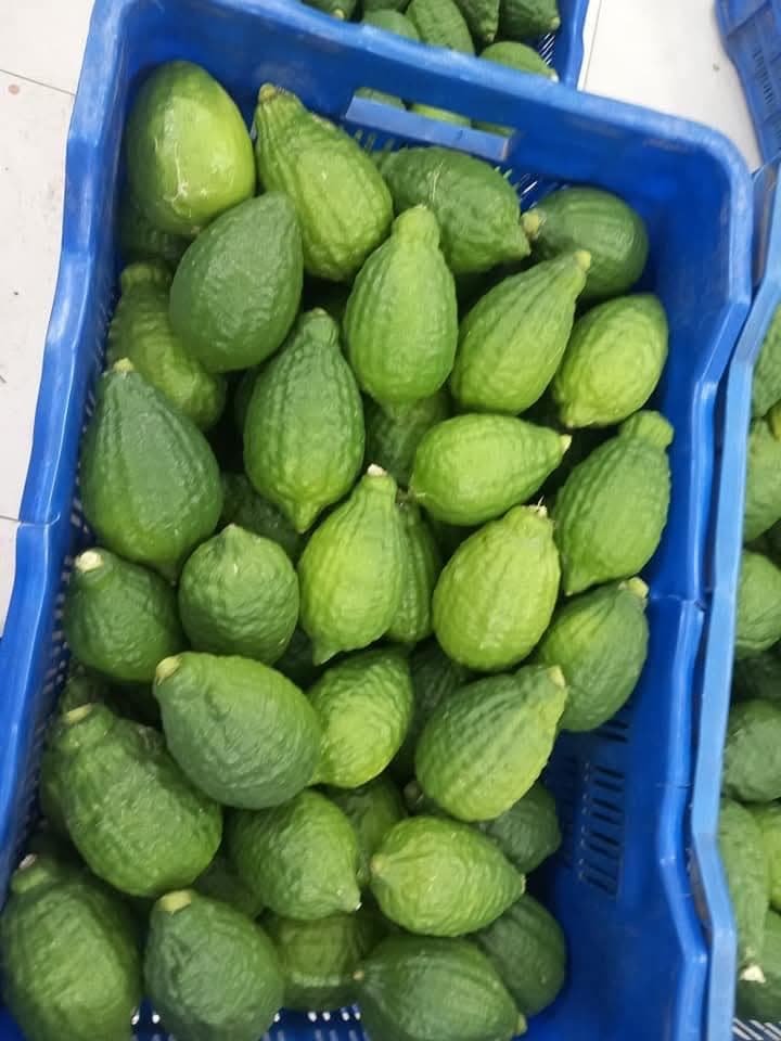 Fresh lime export from Bangladesh