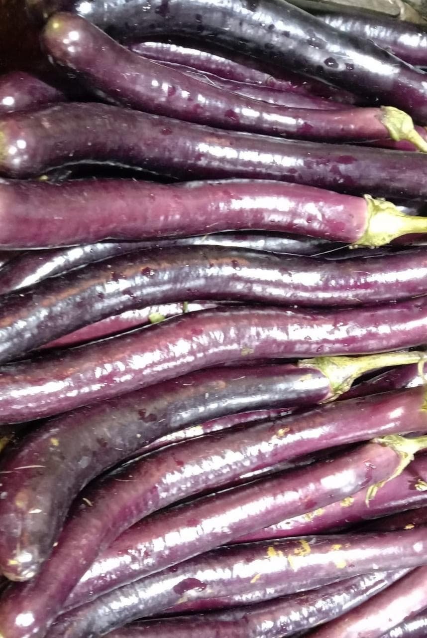Fresh long eggplant sourced from Bangladesh
