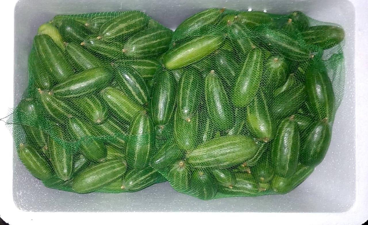Fresh pointed gourd or potol from Bangladesh for export