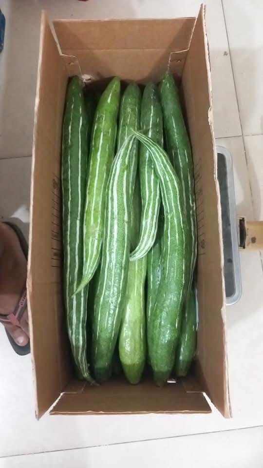 Fresh ridge gourd for export from Bangladesh