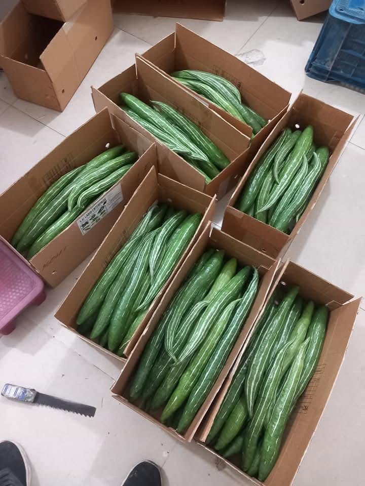 Fresh snake gourds arranged for export packing in Bangladesh