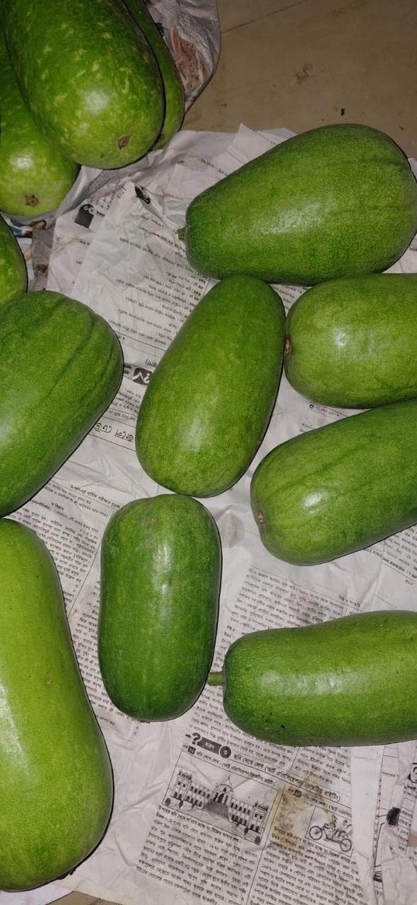 Bangladeshi fresh wax gourd export product